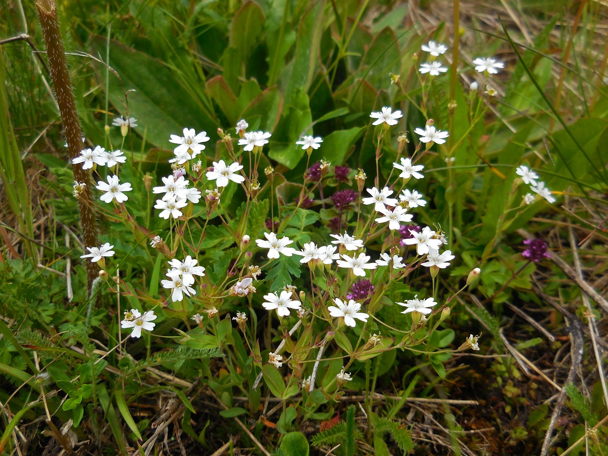 Silene rupestris, Rock Campion